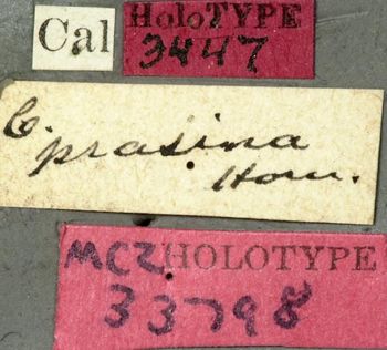 Media type: image;   Entomology 33798 Aspect: labels